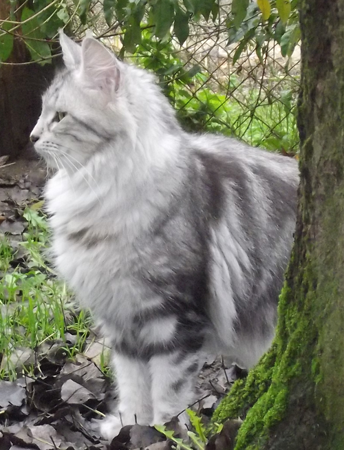 maine coon chatterie bengalcoon.net